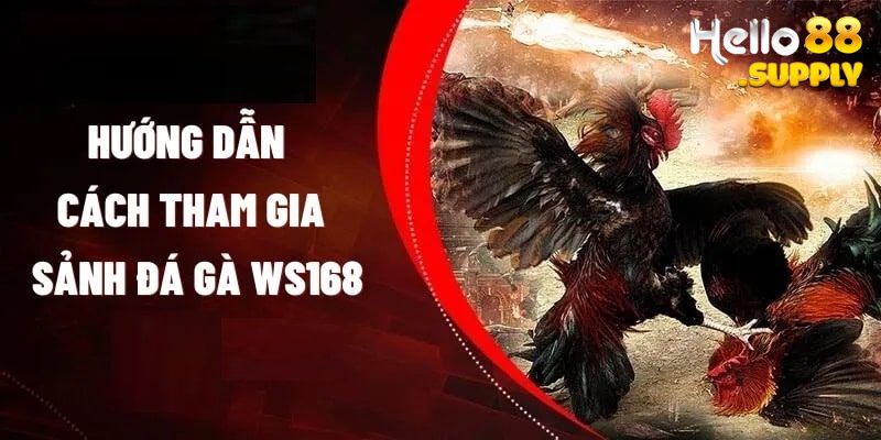 Hướng dẫn thành viên tham gia sảnh đá gà WS168